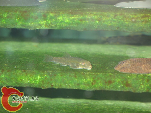 缨口鳅（可能是吧）