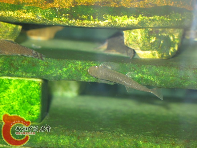 缨口鳅（可能是吧）