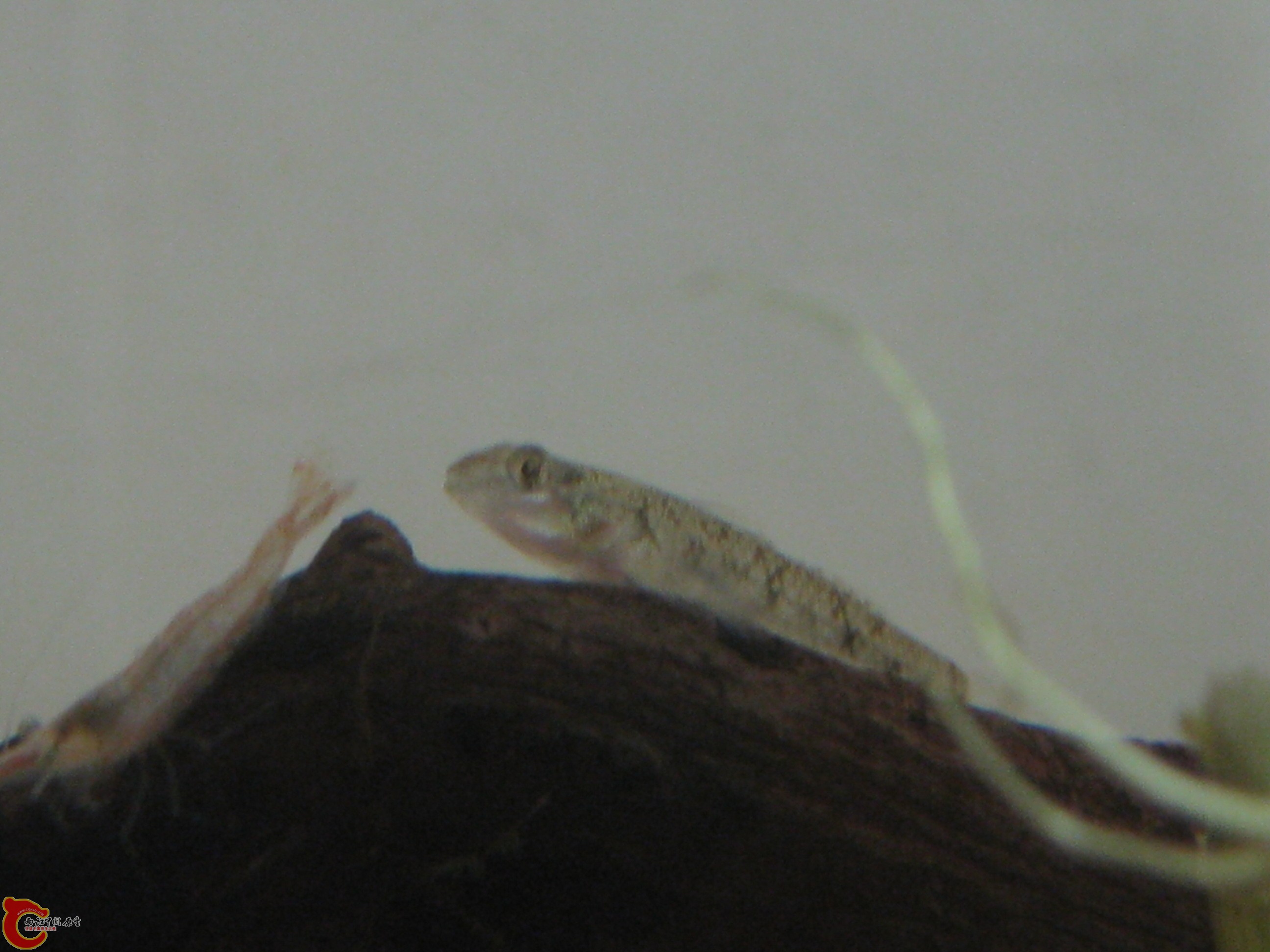 IMG_2674.JPG