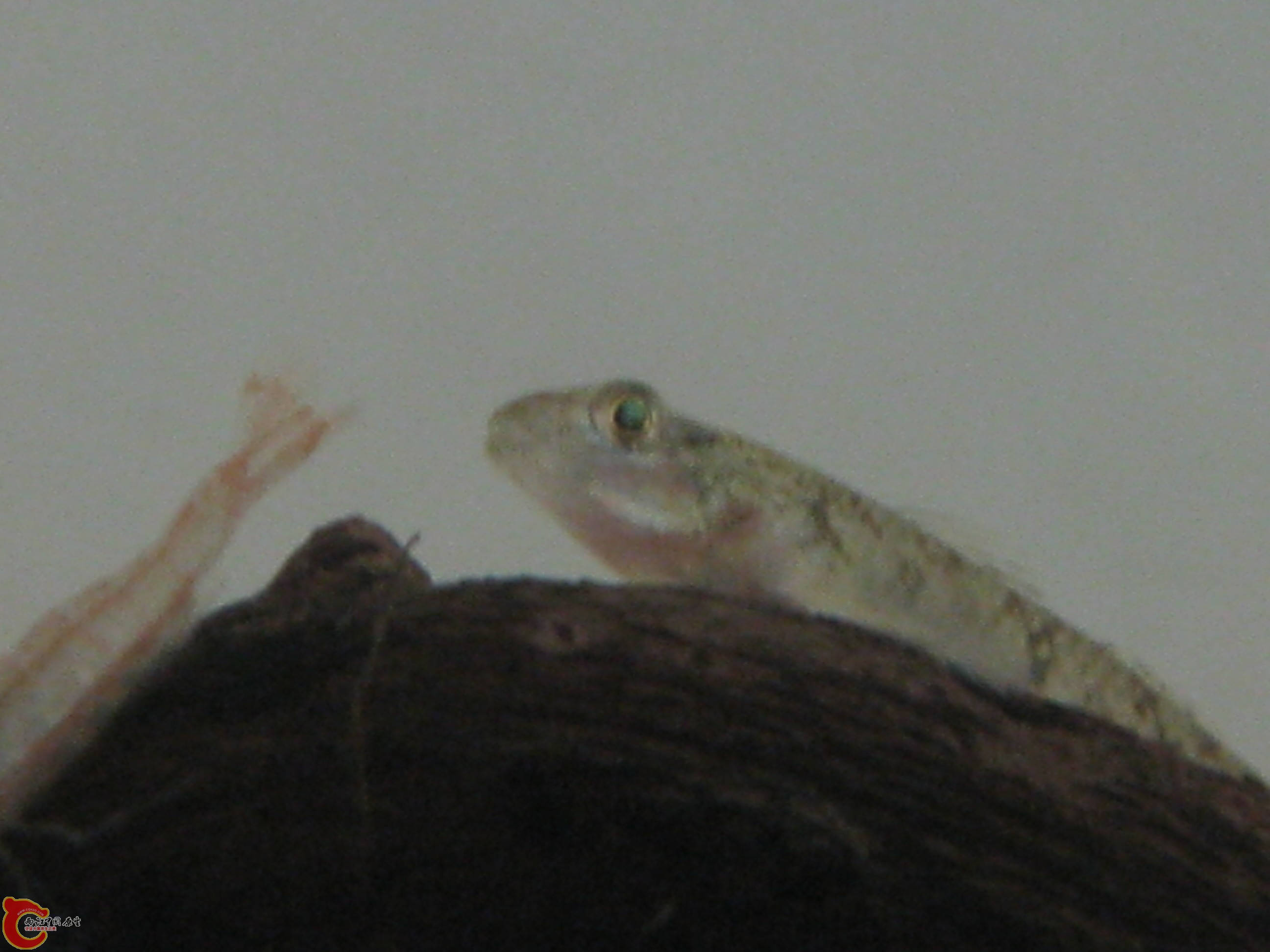 IMG_2675.JPG