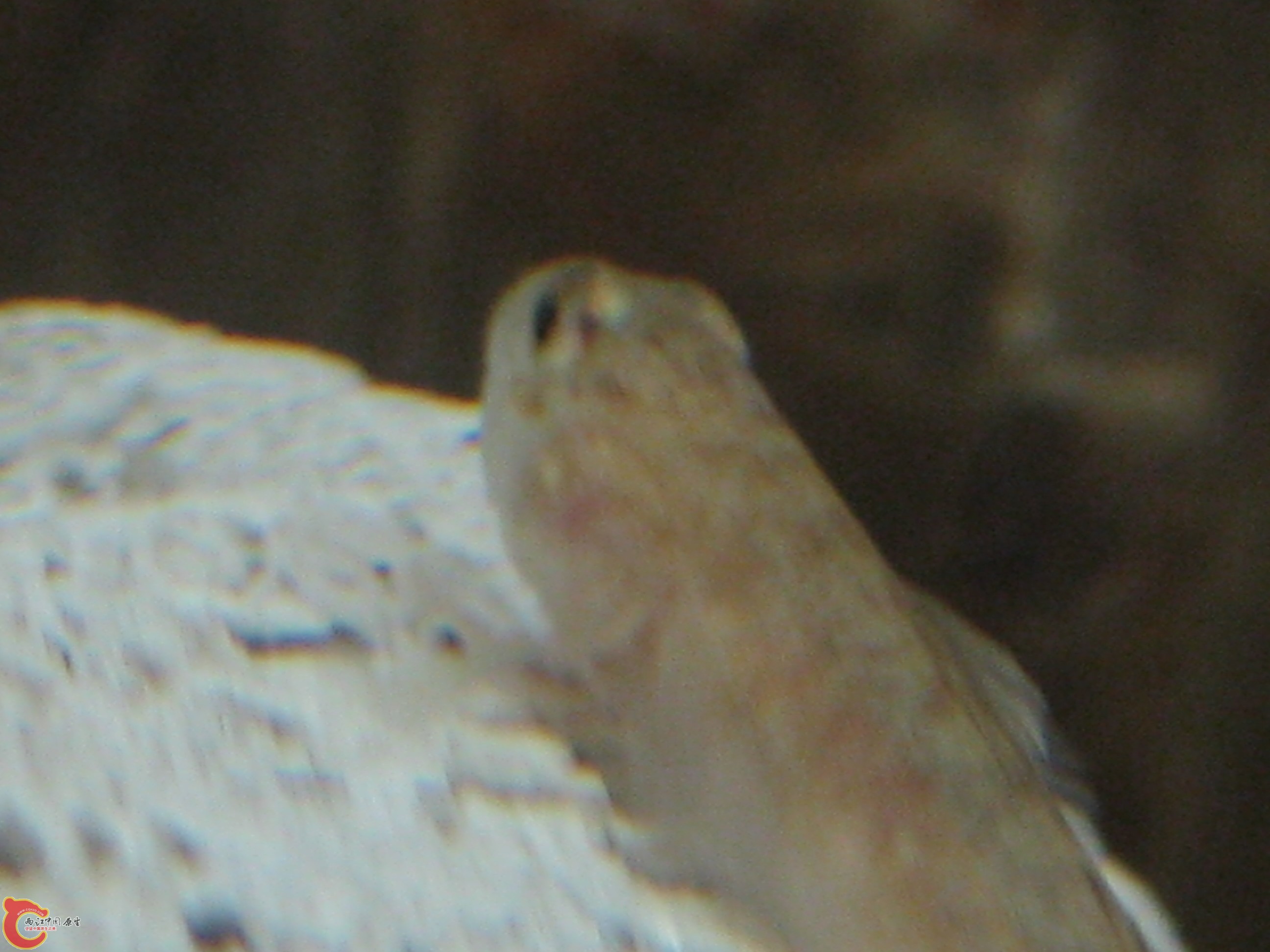 IMG_2684.JPG