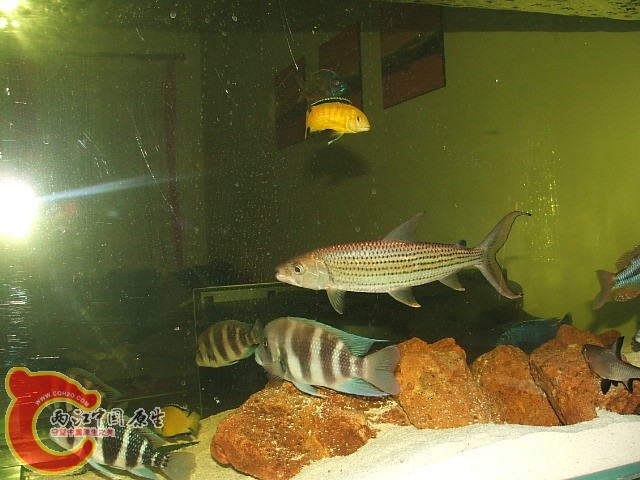 20080301_45b9dbec8c29d50571beltP64Olho6hO.jpg