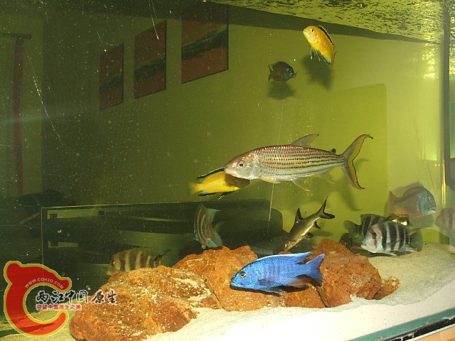 20080301_5e2d0ec5a56e5db534b0rzEm4yC6JuzZ.jpg