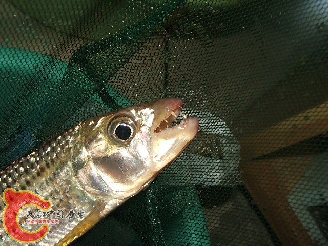 20080301_64e0ca66810f871a08d9vLmTkNBiuias.jpg