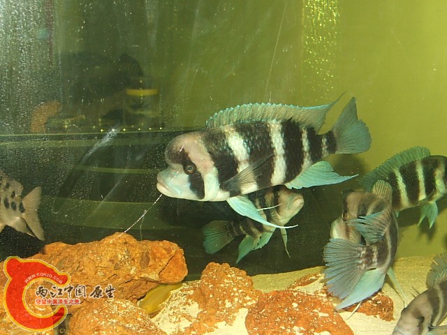 20080301_5de86ec833507d5b86330AETYBr1xFxt.jpg