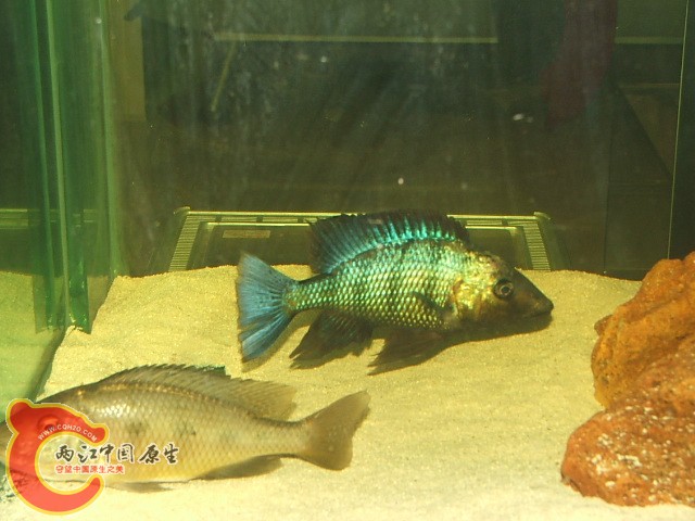 20080301_554e77a3bab48fff3b39iN0oNtgf6JyK.jpg