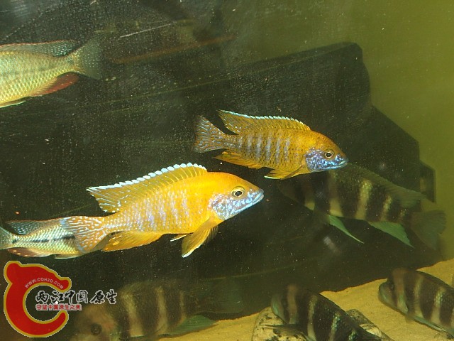 20080301_602e3c1ed9426d41a715Z5bm5g2RbZjI.jpg