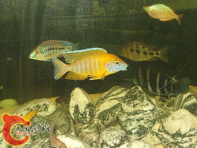 20080301_987628d4fd755fa4bf35EBmYRZFkE7zh.jpg