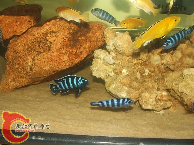 20080301_457eb93056bbe71e959eoFoKbN9iXtEQ.jpg