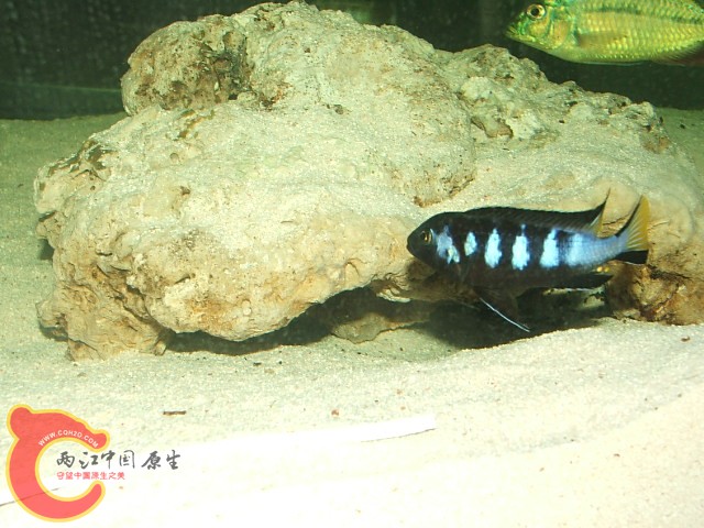 20080301_8bd9d1c23822a5b7b5b13yf7PgAliujM.jpg