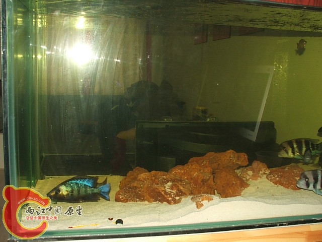 20080301_7ad69f6af613bcd7d78ahC64lxT9MYgr.jpg