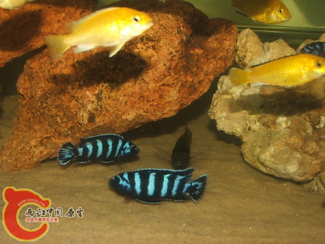 20080301_f1c02df10fc8bdf0dbfe4XXDPQdAF9xR.jpg