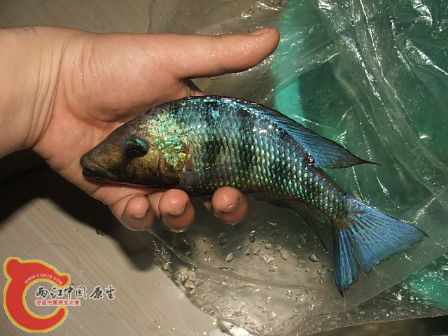 20080301_ded1b084cf2befd5fbe6T7idNpE6pESc.jpg
