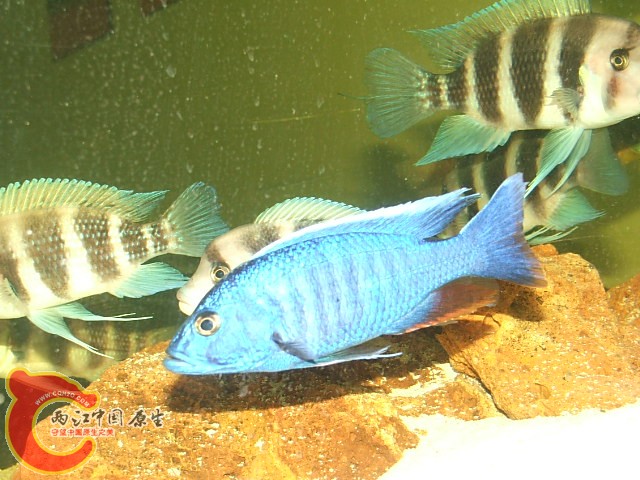 20080301_f38b6aea8cb694d8a61cXIYhYQFWwdOV.jpg