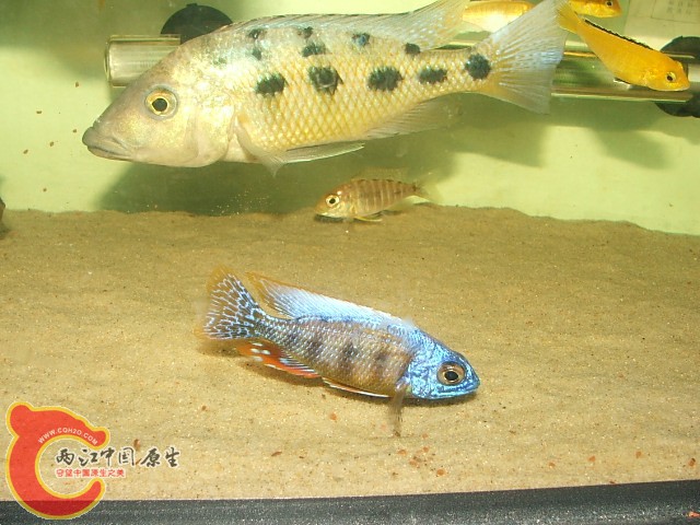 20080301_d45c5135b202bf17784467LGcFtlrP8v.jpg