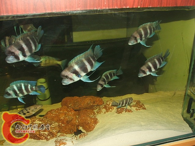 20080301_bec32d67b9fc45e18abdqHWywPPhAkYu.jpg