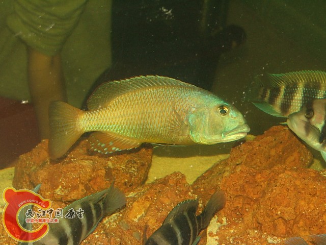 20080301_fc67e20d647fe27f69dapiJggJ394PRk.jpg