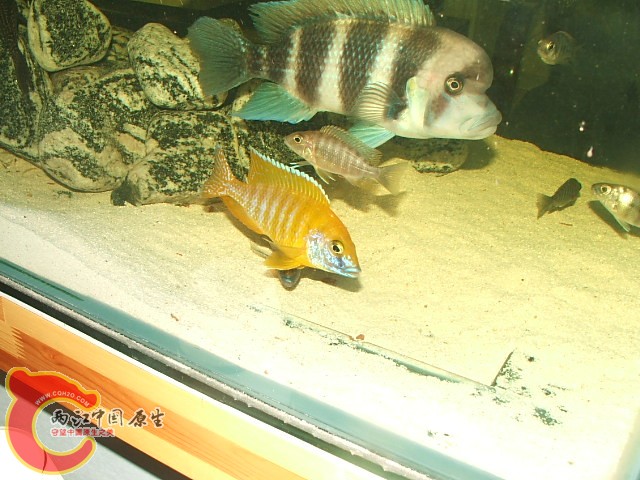 20080301_c6f1471804ed8cc7c40bFwZEIp9gp8hq.jpg
