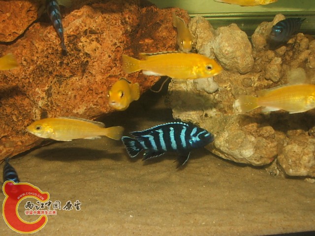 20080301_f7f2d4f686e3b2ed49d6jy15Rxhgfk6r.jpg