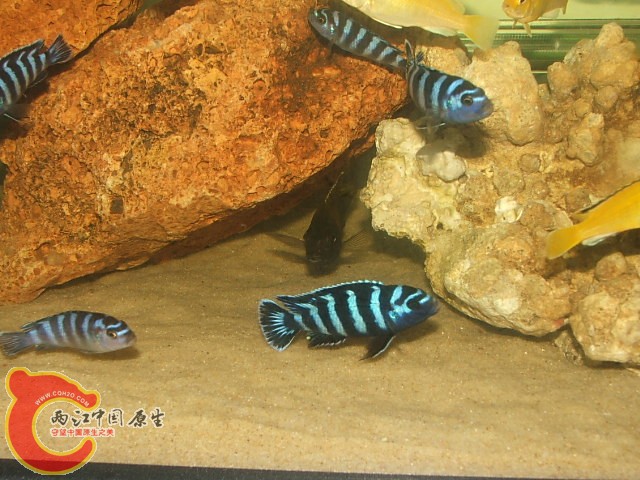 20080301_f399422fd6aa1b452ddeDdXpiqCvVECD.jpg
