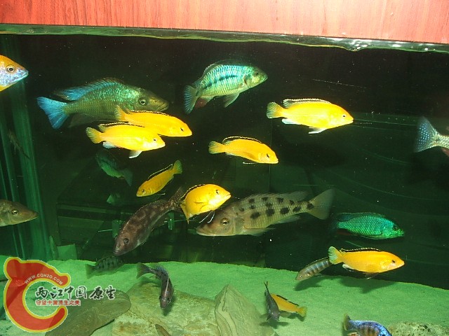 20080301_a8b7c05a385921faf922TlvRSJgTu94G.jpg