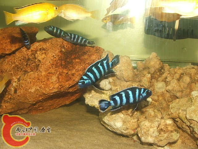 20080301_cddb72dbbeb6ce571656XpRyBuh6ZjrE.jpg