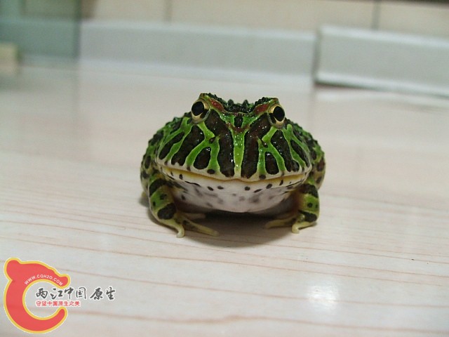 20080301_0db8f66f098d29d87532IUtYUr8jzO1A.jpg