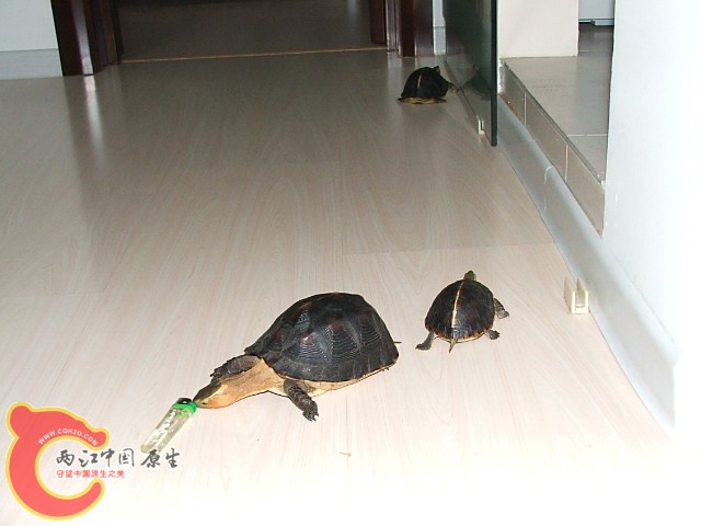 20080301_5e94ce4b492697070cf9ShfUouILJfO7.jpg