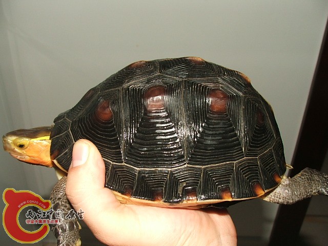 20080301_487a39fd4d53d699fe79oYgyw7QK7gpH.jpg
