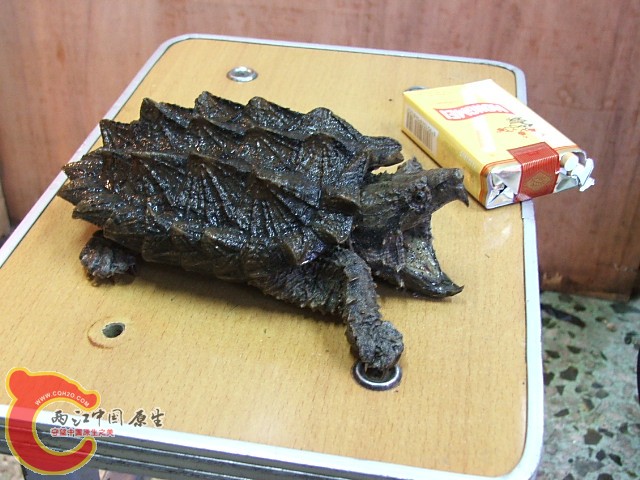 20080301_baff12724452a4000ed4ZVqNXgFInJIk.jpg
