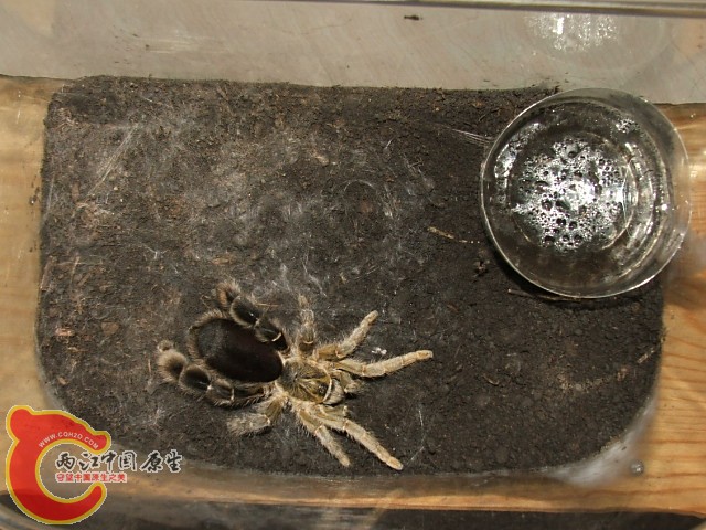 20080301_f39d047e5c51da45feabUU3NiAycmJod.jpg