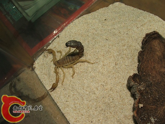 20080301_ac729ae1433a254106260ddOYY8gSkp7.jpg