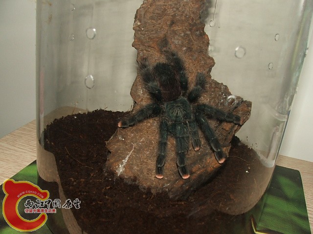 20080301_cd243b7511188d275dccrduclmSiENoZ.jpg