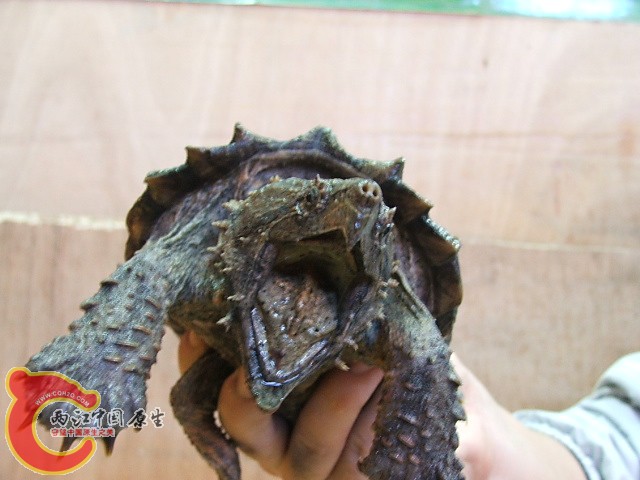 20080301_baecb37eb35dc570cfbbyoONHciv0jDf.jpg