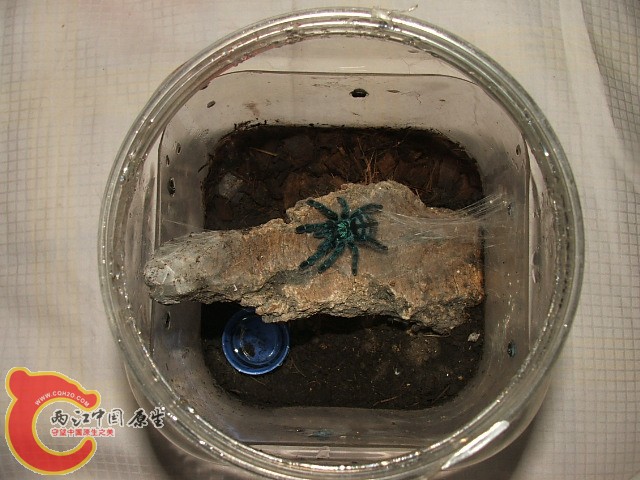 20080302_52e46e0daf3ee5a44028P6jLZjTOJ0fX.jpg