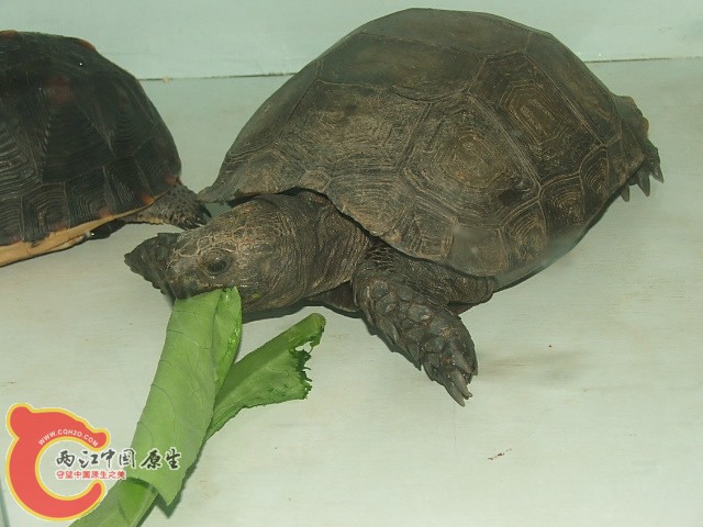 20080302_7b53564901fb2f6f4ce9TFmc7UtQb1Ok.jpg