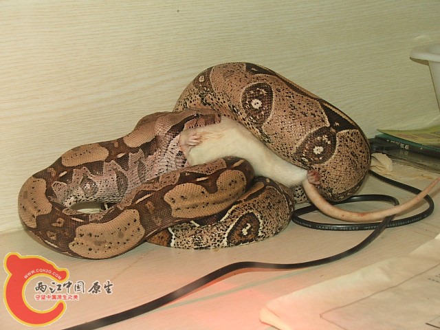 20080302_17dba73c1ea9c0b47287cWihanHfELpV.jpg