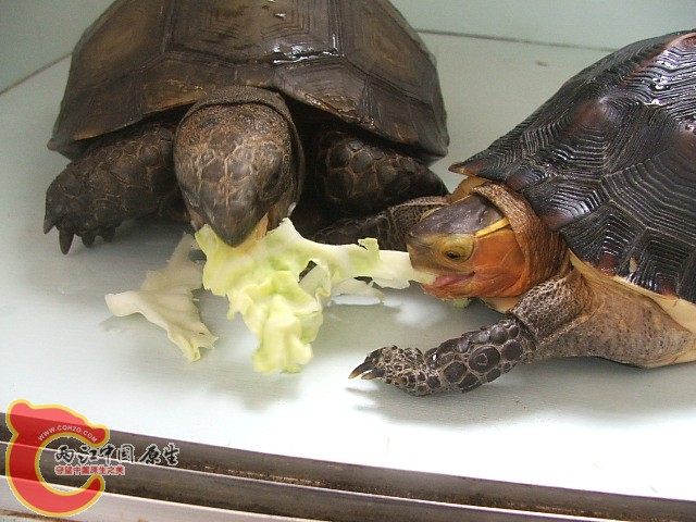 20080302_2325d8345ddfc55d3f96ulMlpikCAKF0.jpg