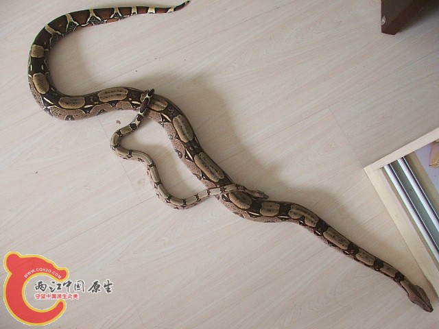 20080302_5658c857d0db1f27dda8YZguQMxItB9l.jpg
