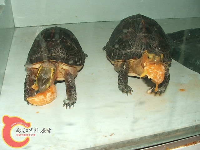 20080302_8077aeec5101f00f7eccLShhDkAd0edR.jpg