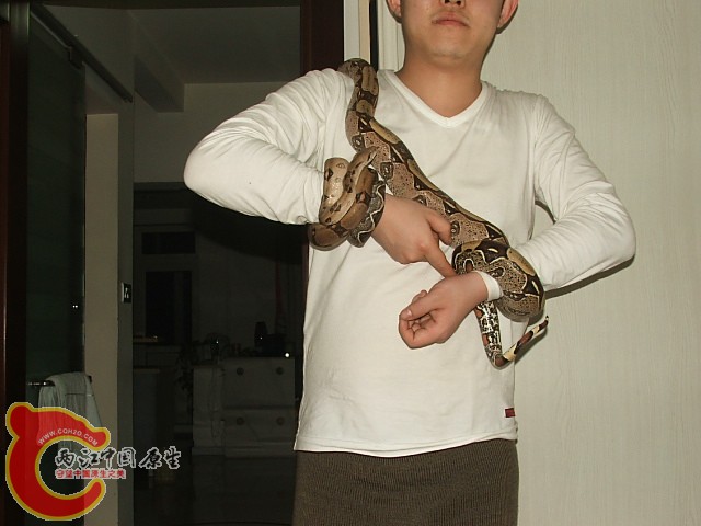20080302_e974fb2b063037239b3fI9Dui4aOwJhr.jpg