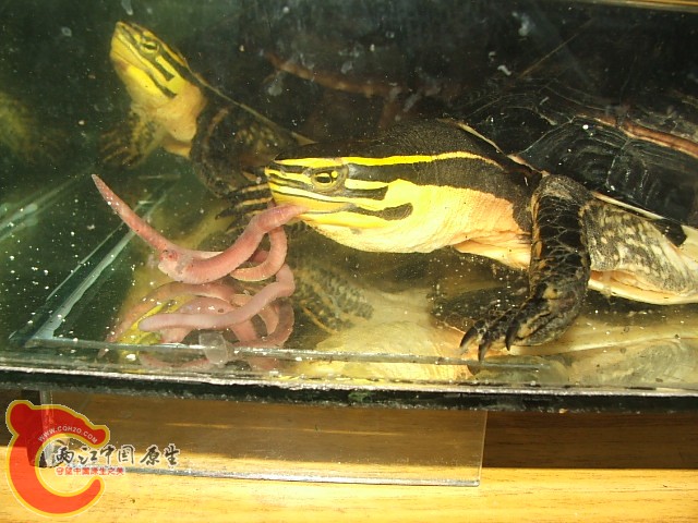 20080302_f3e370ae3bd2aa09e2c1cr9m57fSxWXX.jpg