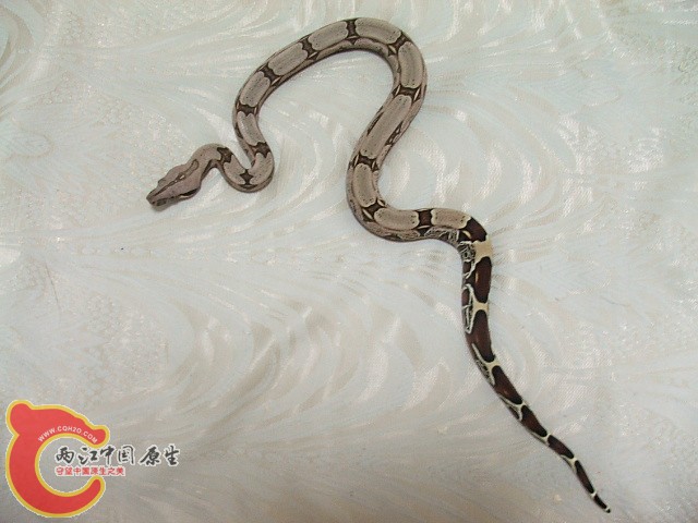 20080302_eeaa68503d56ed078723mkowoEBdRFpN.jpg