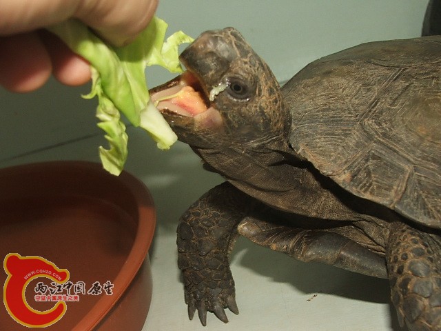 20080302_b629f5762e21d5d8f41aeA61t7C6nojM.jpg