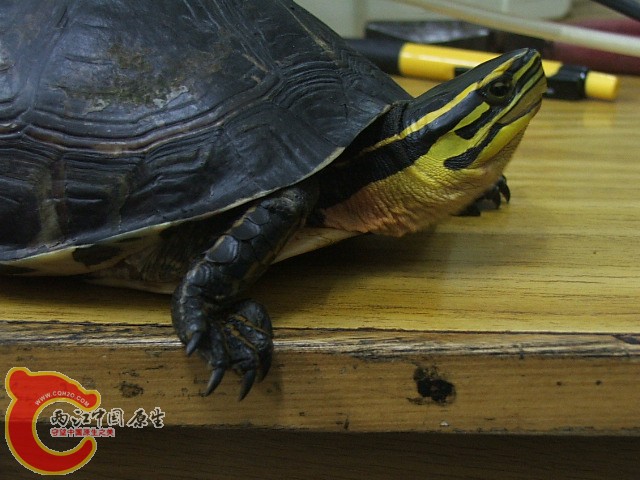 20080302_fcc5096aa7069c400436E3K5jnkS8Yl7.jpg