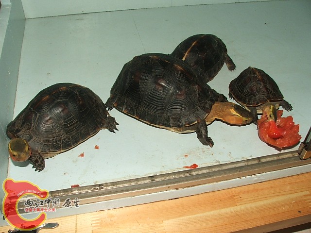 20080302_fef6ac7a327480e452c3fQNOoyJ9iL0g.jpg
