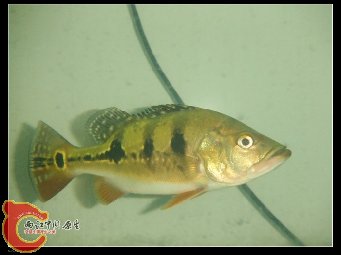 DSCF1153.jpg