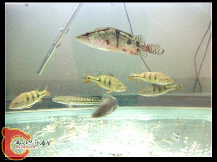 DSCF1168.jpg