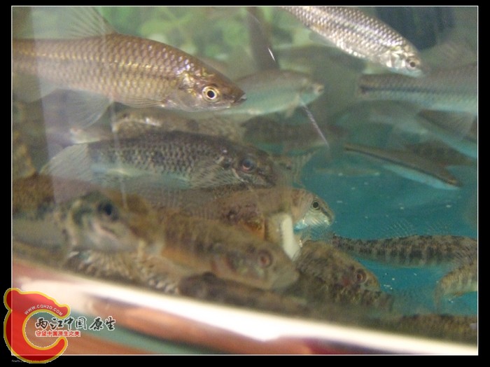 DSCF1174.jpg