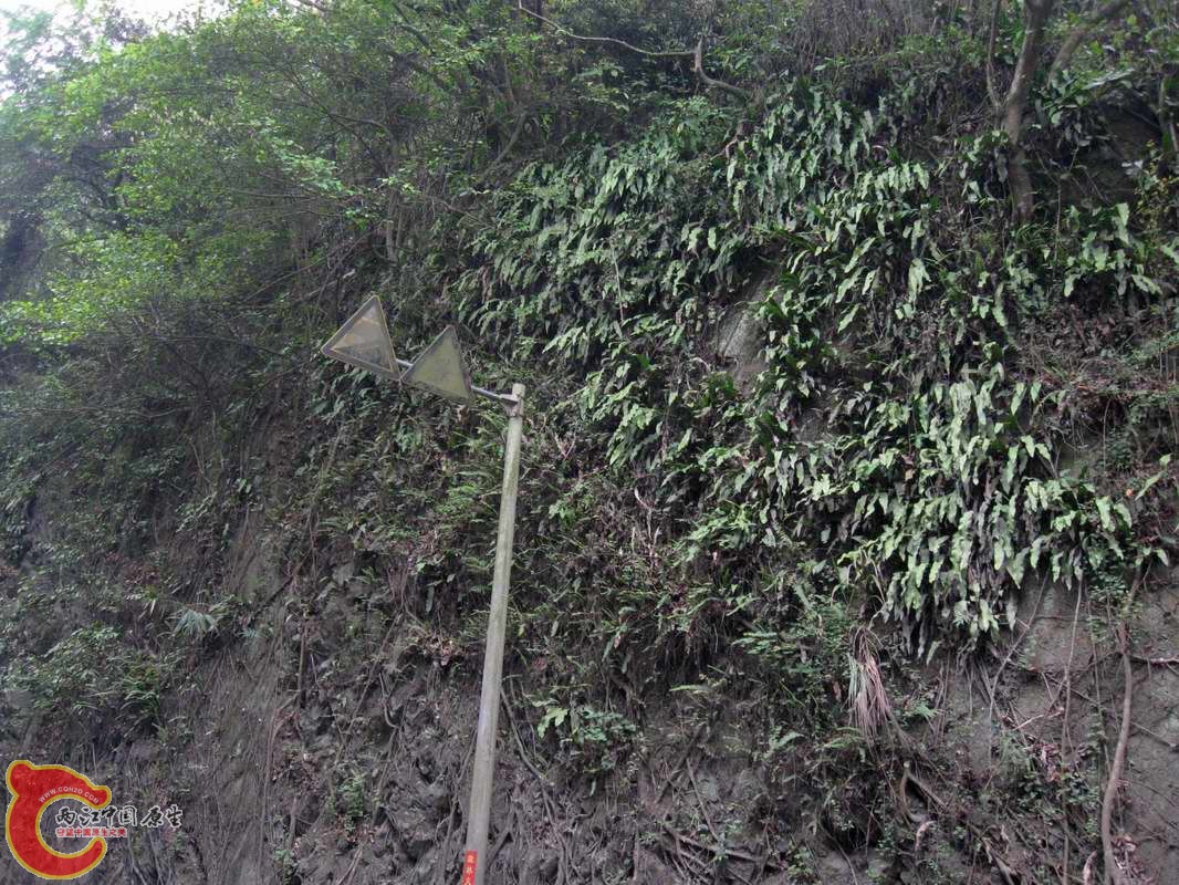 岩壁上附生的是什么植物?